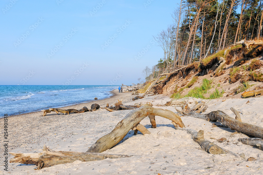 driftwood at weststrand beach on peninsula names darss in germany driftwood at weststrand beach on peninsula names darss in germany