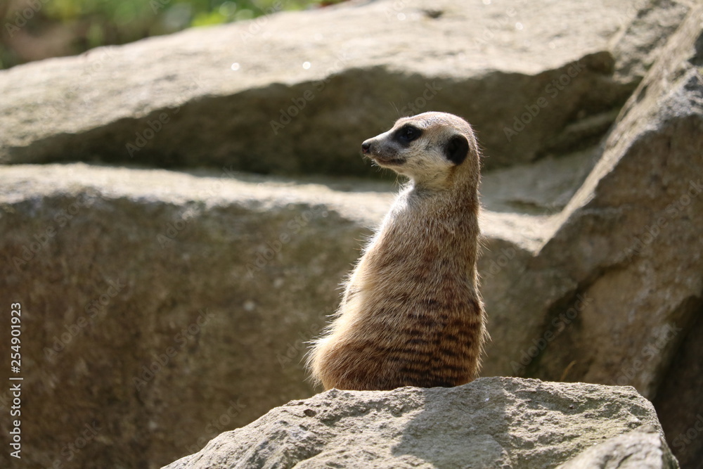 Fototapeta premium meerkat