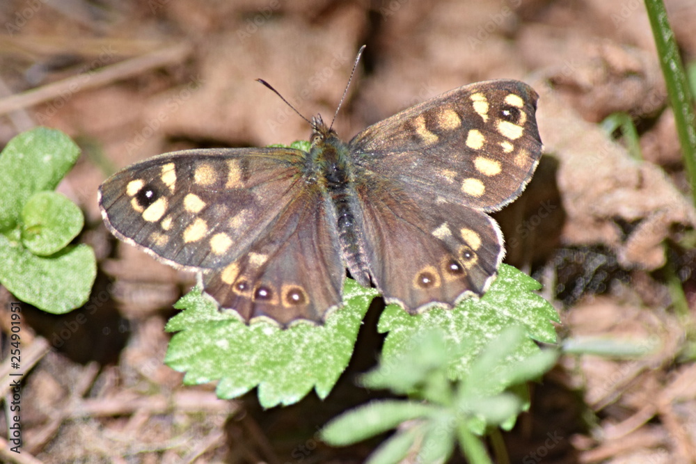 Butterfly, beautiful animal hatched from an ugly caterpillar, frame in summer Butterfly, beautiful animal hatched from an ugly caterpillar, frame in summer