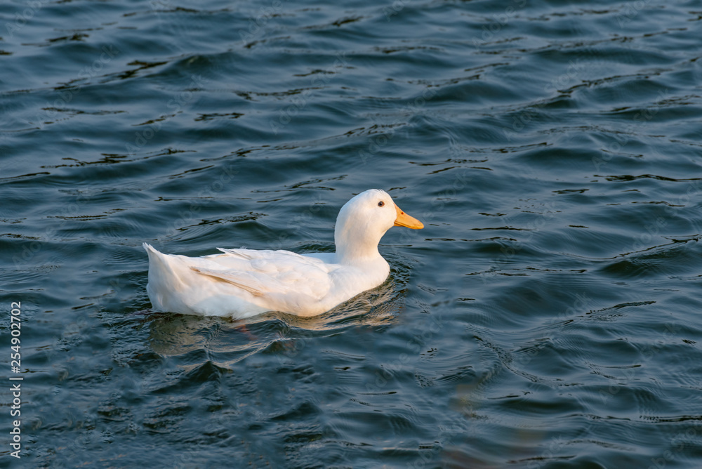 A bunch of white ducks on the green Lake A bunch of white ducks on the green Lake