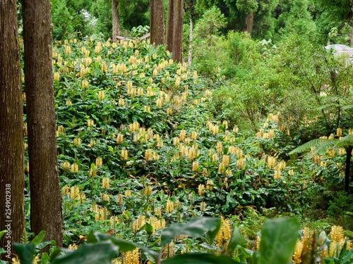 Série, longose à fleurs jaune, peste végétale envahissante, La Réunion