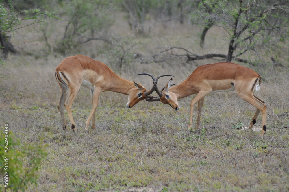 Impala butting heads Impala butting heads