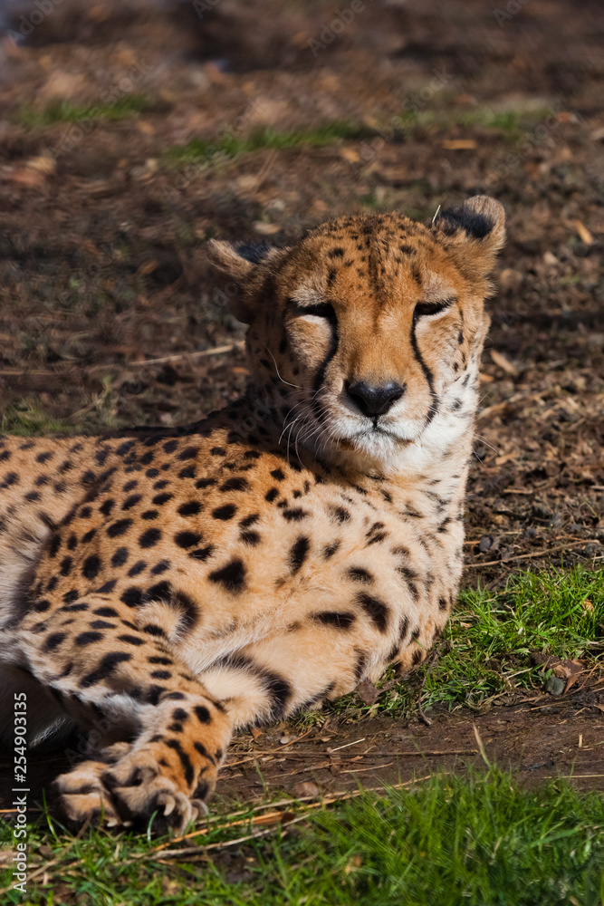 A lazy cheetah with orange skin lit by the sun lies in the green spring grass, A lazy cheetah with orange skin lit by the sun lies in the green spring grass,