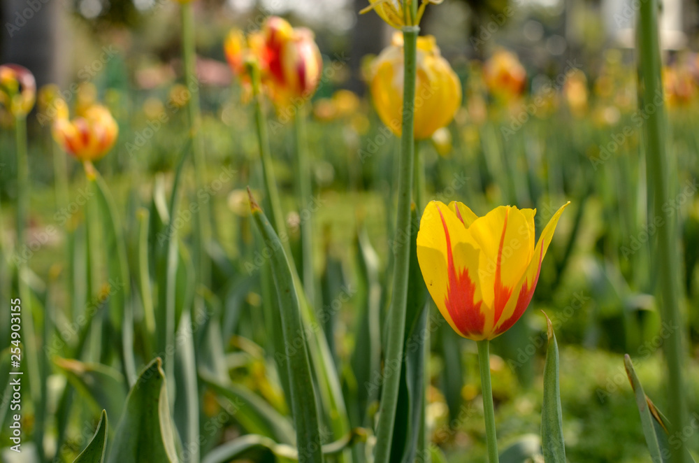 Close up of a yellow isolated tulip standing tall at a roundabout in Delhi and in Mughal Garden at Rashtrapati Bhawan, Delhi, India Close up of a yellow isolated tulip standing tall at a roundabout in Delhi and in Mughal Garden at Rashtrapati Bhawan, Delhi, India