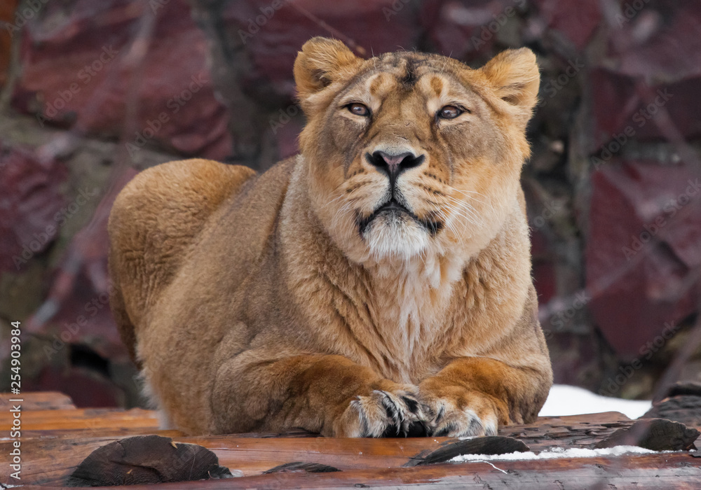 Naklejka premium A beautiful lioness female lies and looks , dark background.