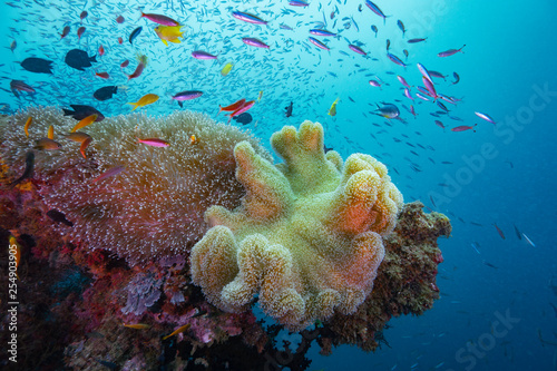 Beautiful corals with reef fish in Pacific, Solomon island