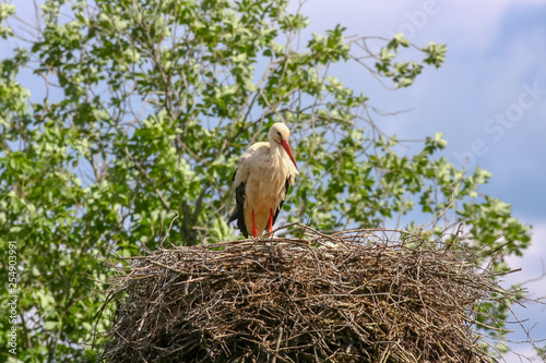 storks in the nest in spring
