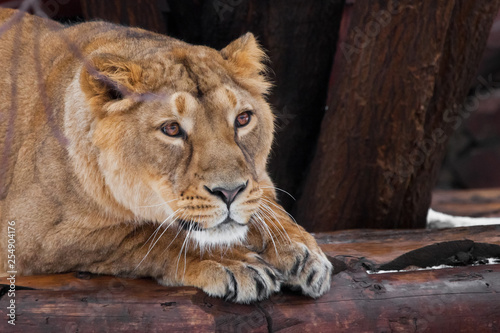 beautiful lioness dreamily looks lying. powerful paws and a clear look behind the frame © Mikhail Semenov