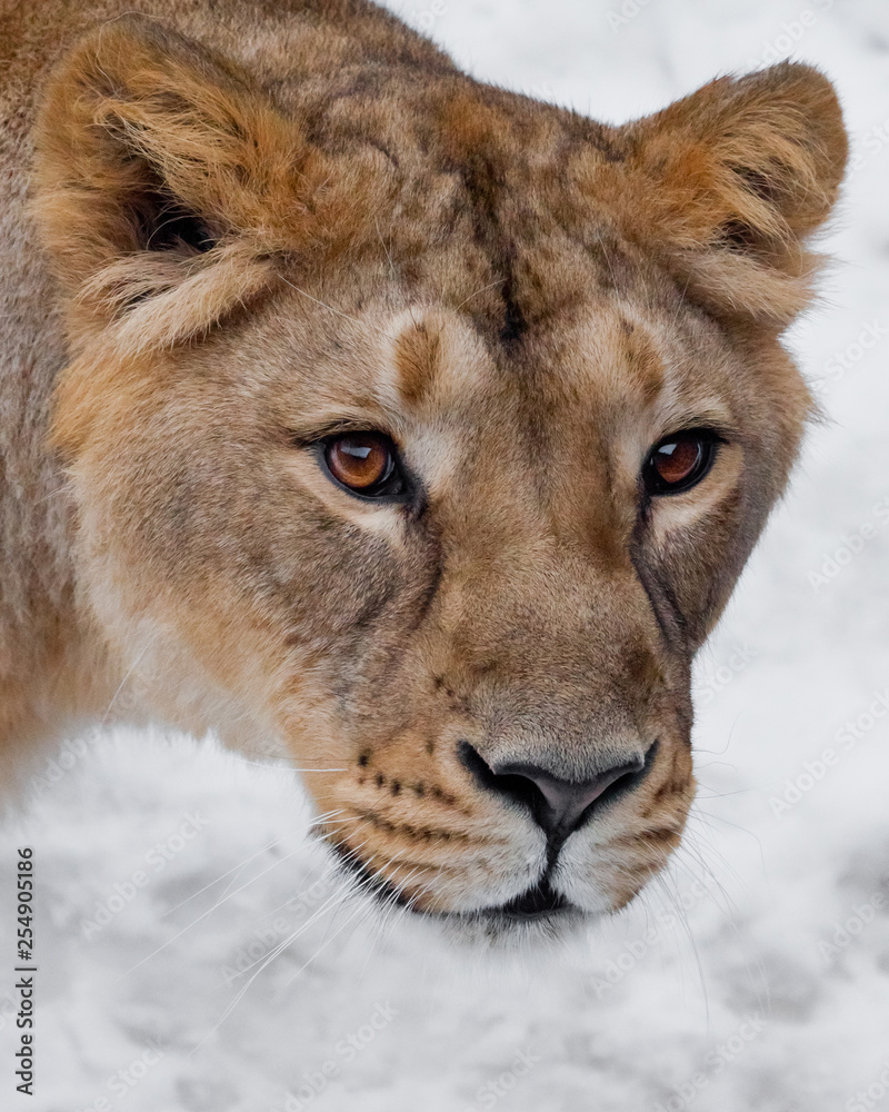 Fototapeta premium Muzzle of a lioness close up, beautiful yellow-orange eyes. on a white background.