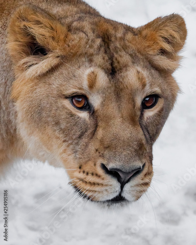 Muzzle of a lioness close up, beautiful yellow-orange eyes. on a white background.