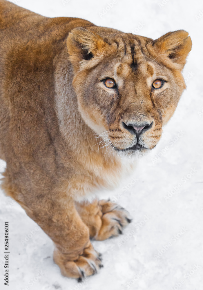 Front of a female lioness, muzzle and paws Voracious predatory gaze of yellow eyes, white background. Front of a female lioness, muzzle and paws Voracious predatory gaze of yellow eyes, white background.