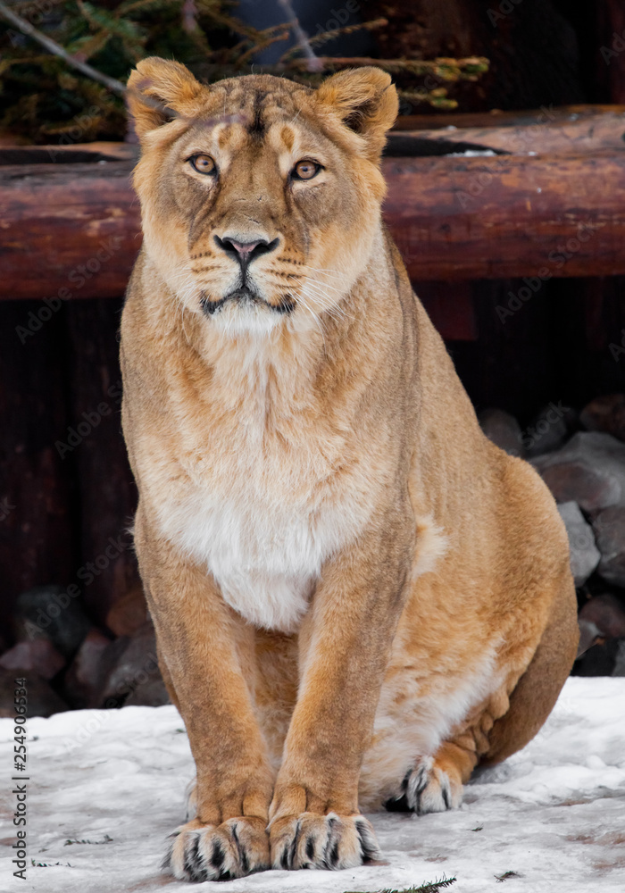 A lioness is a large predatory cat sitting on the snow and looking straight ahead, a rare animal, the Asian lion. A lioness is a large predatory cat sitting on the snow and looking straight ahead, a rare animal, the Asian lion.