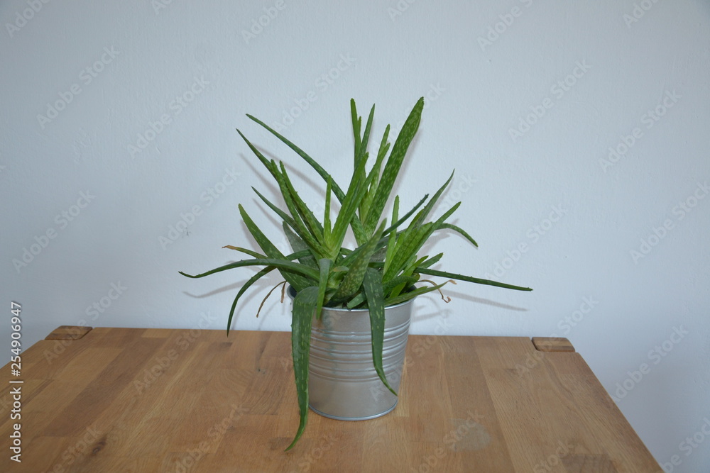Fototapeta premium Blume Pflanze Natur