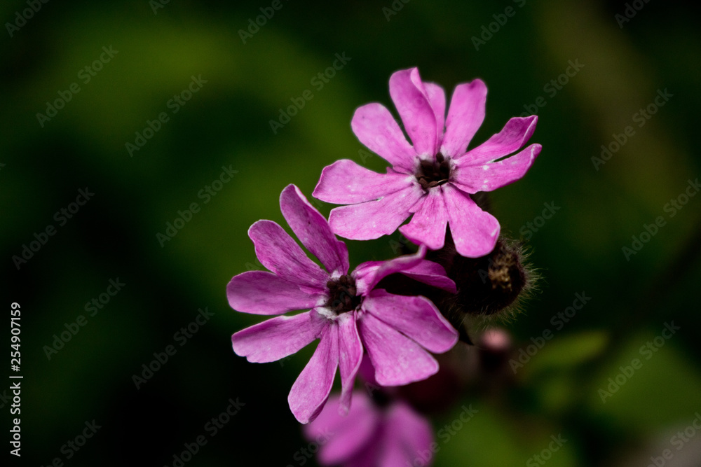 flower flower