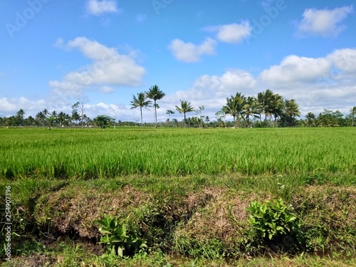 Green rice field in Local place East Java Indonesia