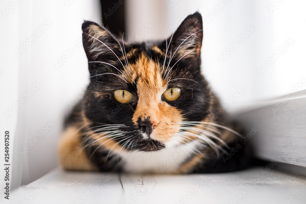 Orange, black and white cat laying down on a window sill isolated with a blurred background 