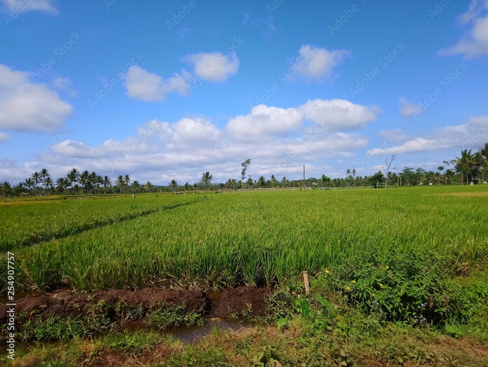 Fototapeta premium Green rice field in Local place East Java Indonesia