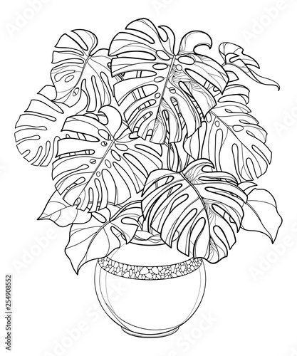 Outline tropical bunch of Monstera or Swiss cheese plant in round flowerpot in black isolated on white background.