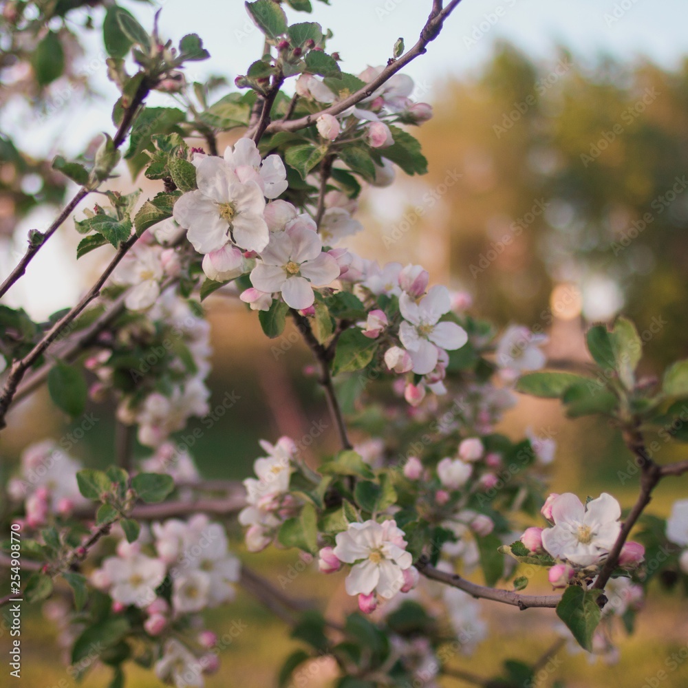 blooming apple tree in spring