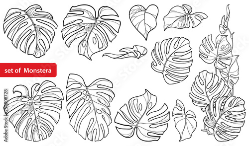Set with outline tropical Monstera or Swiss cheese plant leaf bunch in black isolated on white background.  photo