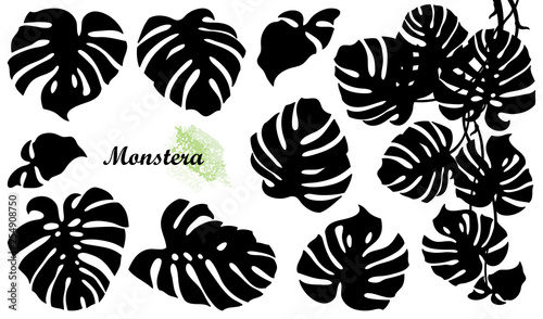 Set with silhouette of tropical Monstera or Swiss cheese plant leaf bunch in black isolated on white background.