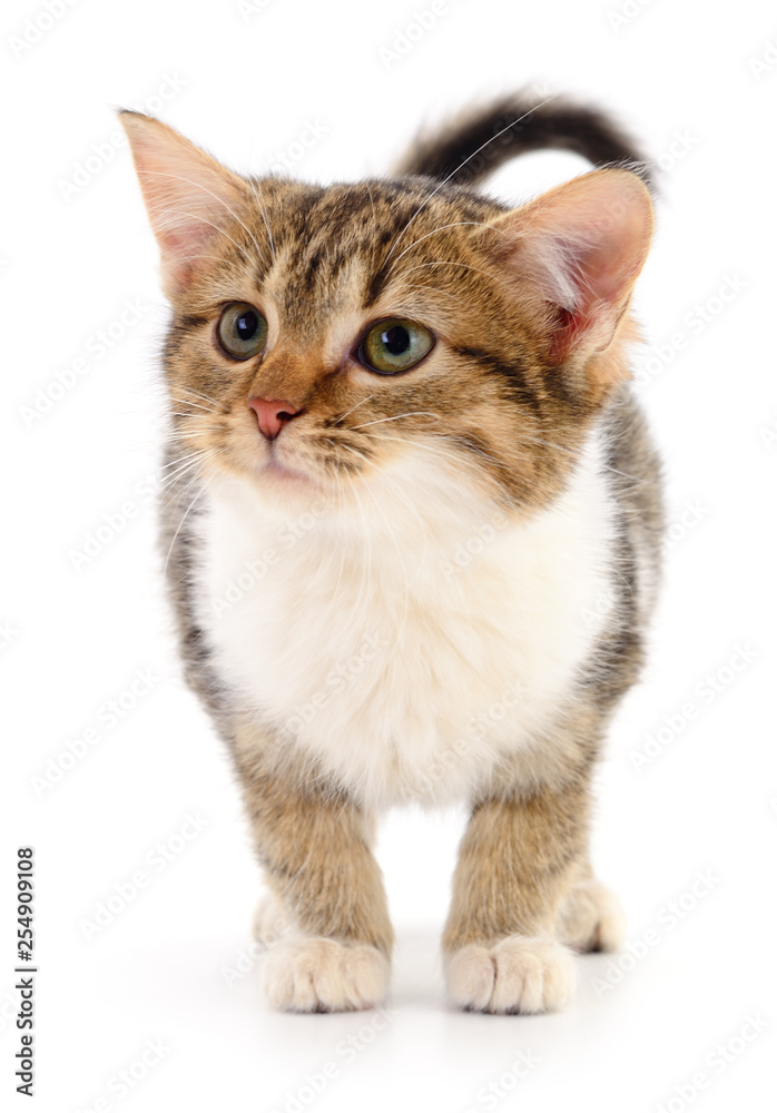 Small brown kitten. Small brown kitten.
