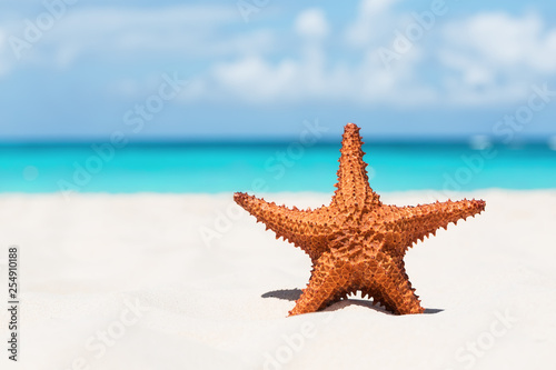Starfish on white sandy beach