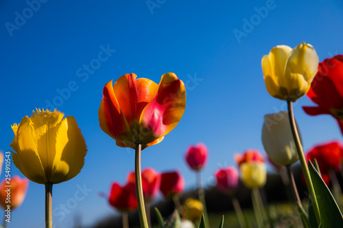 tulpen