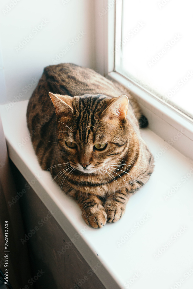 cat with an interested look sits on windowsill. Breed is a Begalese cat with yellow-green eyes.