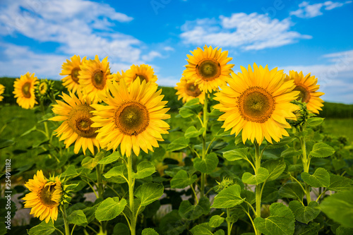 sonnenblumen