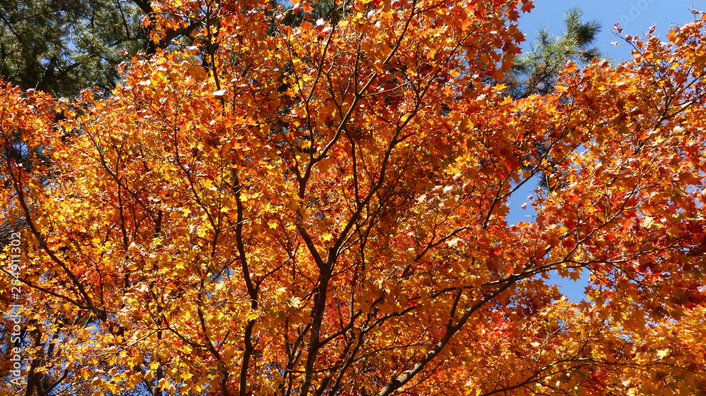 A maple tree became beautiful orange in autumn.