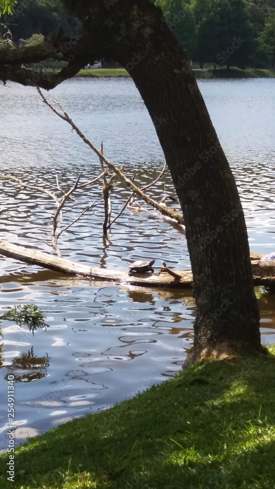 sunbath