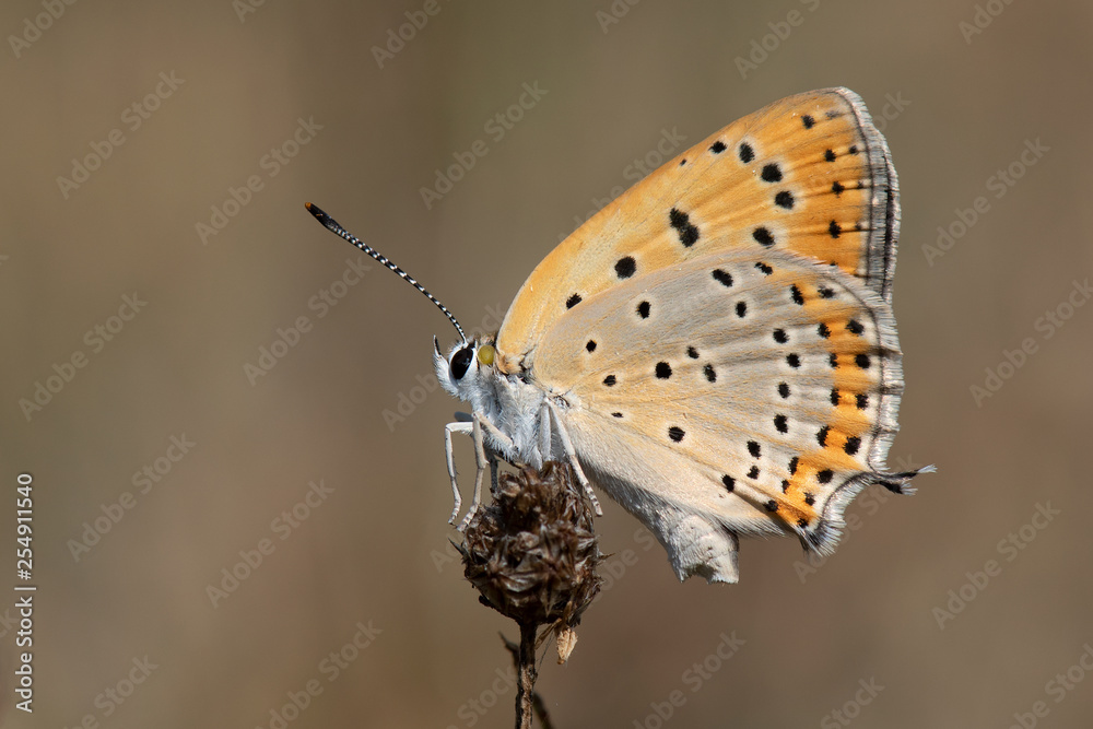 Obraz premium butterfly on leaf