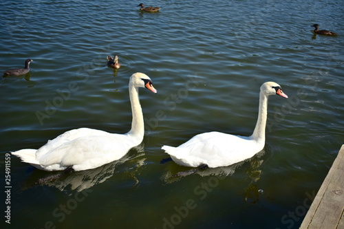 White swans on the lake with ducks