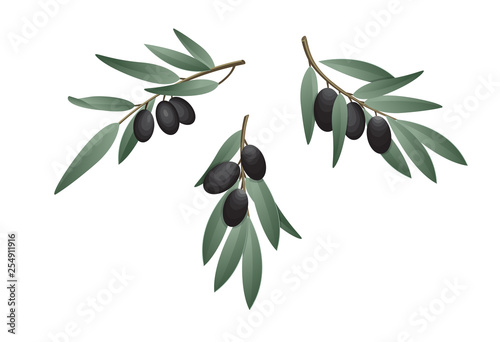 Olive branch in watercolor style. Design for olive oil, natural cosmetics, health care products.