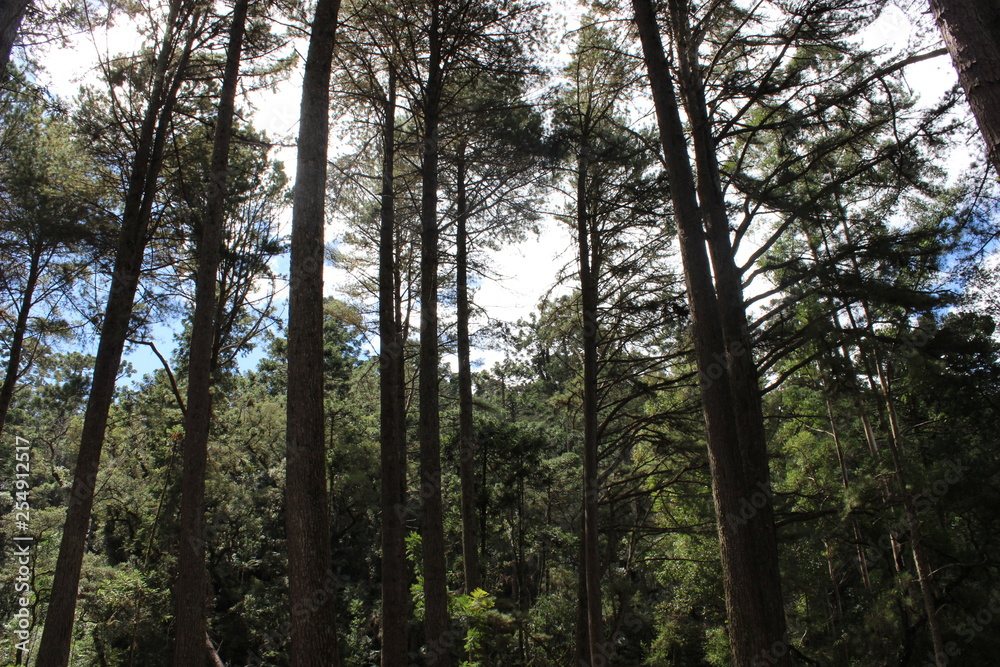 Obraz premium Árvores