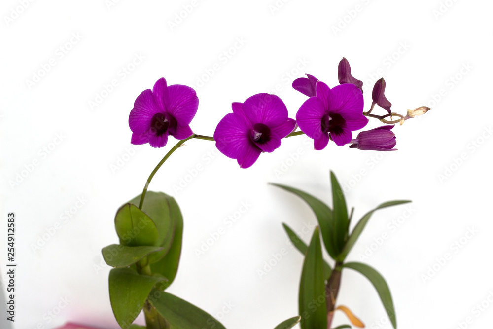 Dendrobium orchids violet on white background Dendrobium orchids violet on white background