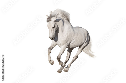 Fototapeta White horse isolated on white background
