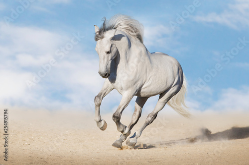 White horserun gallop in desert dust against beautiful sky