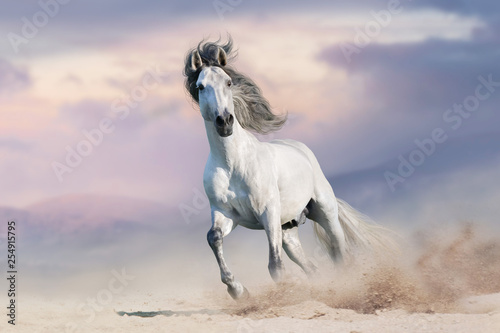 Fototapeta Naklejka Na Ścianę i Meble -  White horserun gallop  in desert dust against beautiful sky