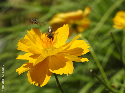 honey bee on yellow cosmos flower © Hari