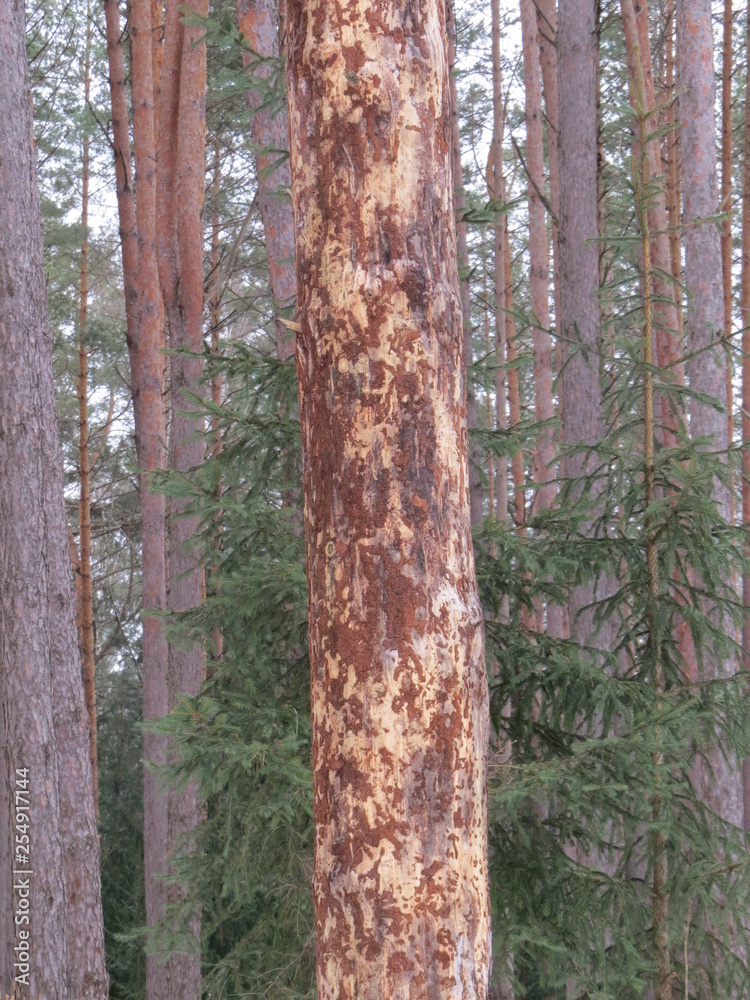 Obraz premium Winter. Bryansk forest. (The Vast Russia! Sergey, Bryansk.)