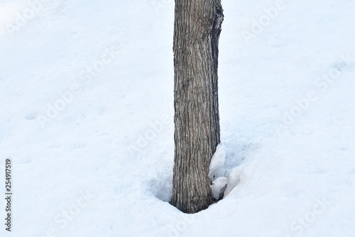 tree trunk on snowfield in winter day