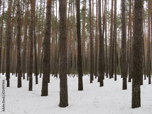 Winter. Bryansk forest. (The Vast Russia! Sergey, Bryansk.)