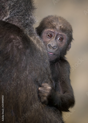 Baby female gorilla against mother