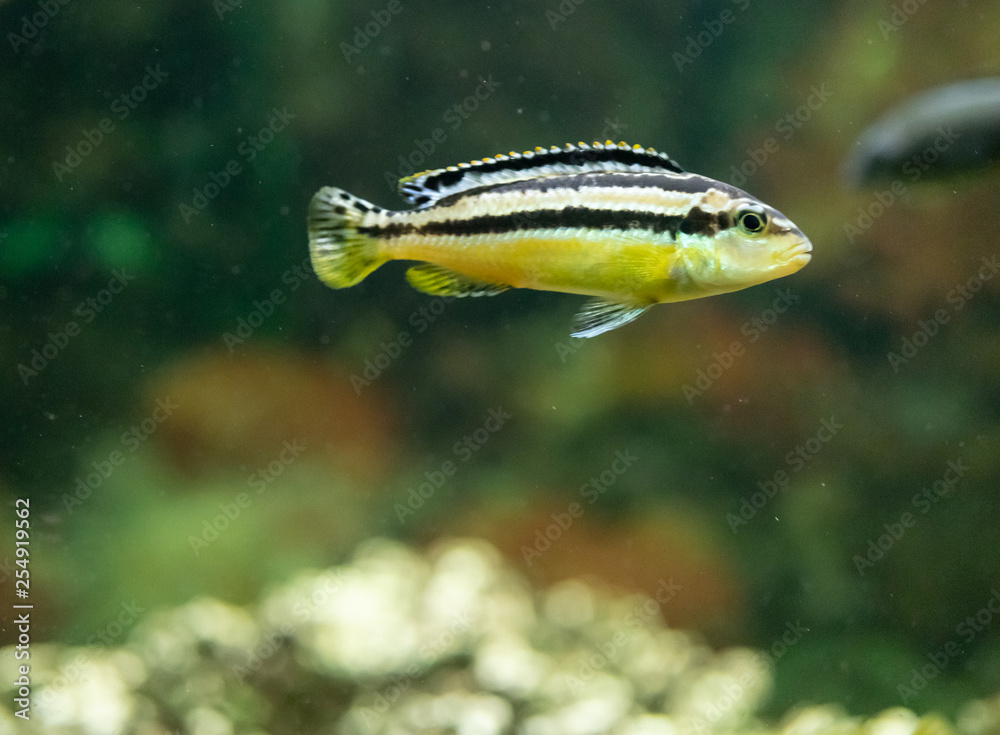 Aquarium yellow fish on the background of water. Aquarium yellow fish on the background of water.