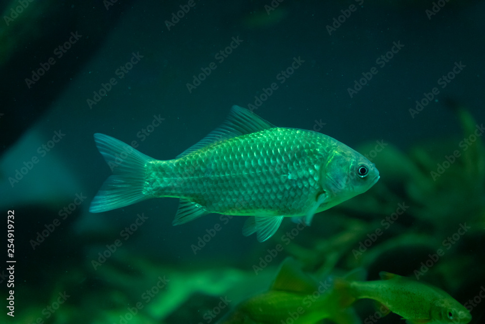 Aquarium yellow fish on the background of water. Aquarium yellow fish on the background of water.