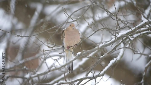 Mourning dove bird sitting perched on bare tree branch during winter snow closeup in Virginia falling snowflakes in slow motion