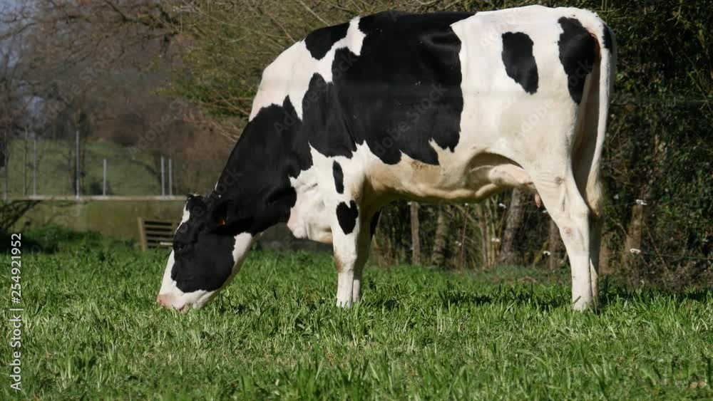 black and white cow grazing grass in the meadow black and white cow grazing grass in the meadow