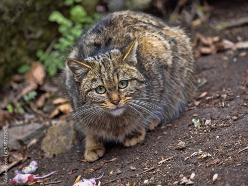 Photography European wild cat, Felis s. Silvestris, watching around